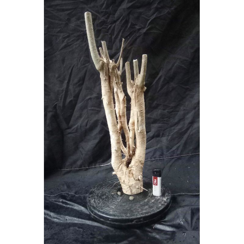 bahan bonsai mentaos sesuai gambar