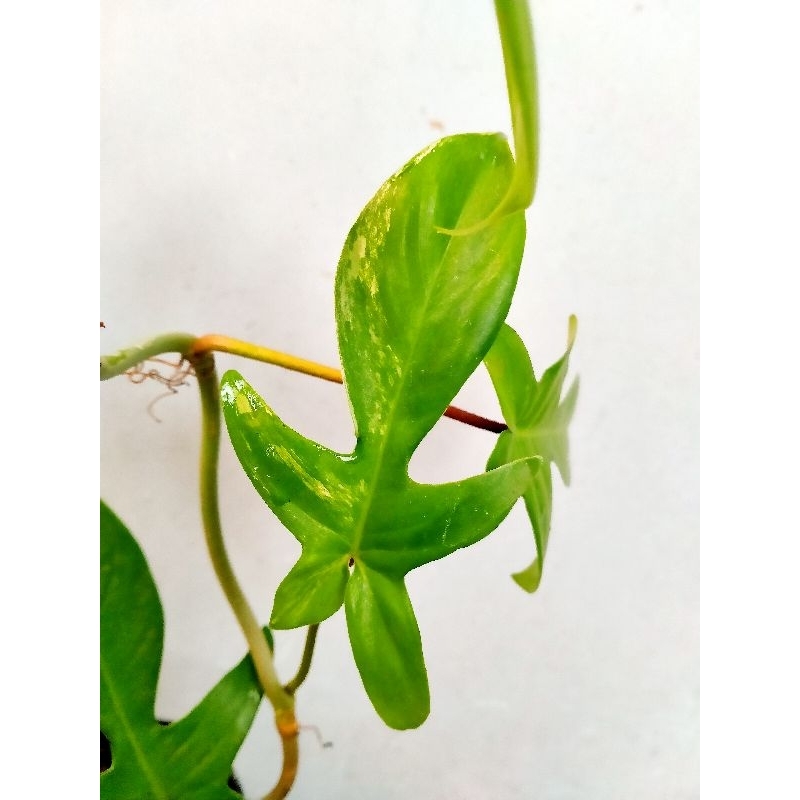 Philodendron Philo Florida Beauty Var Varigata Flobe Flobevar Pucuk