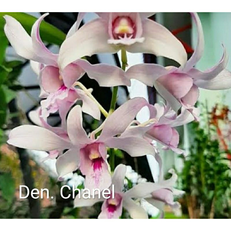 Anggrek dendrobium kriting channel murah betkulitzs
