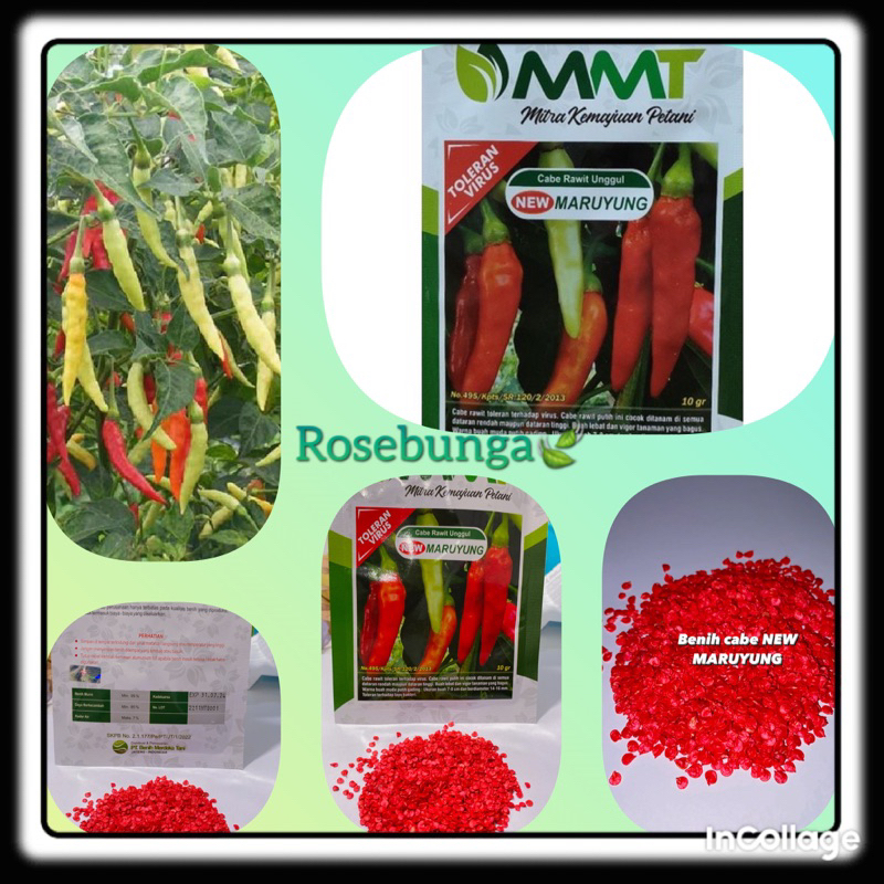 isi 20 Benih Biji Cabe/Cabai Rawit  New MARUYUNG -repacking