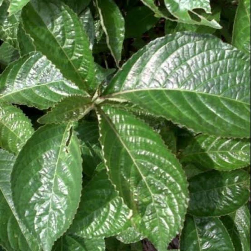 

daun keji beling segat 1kg