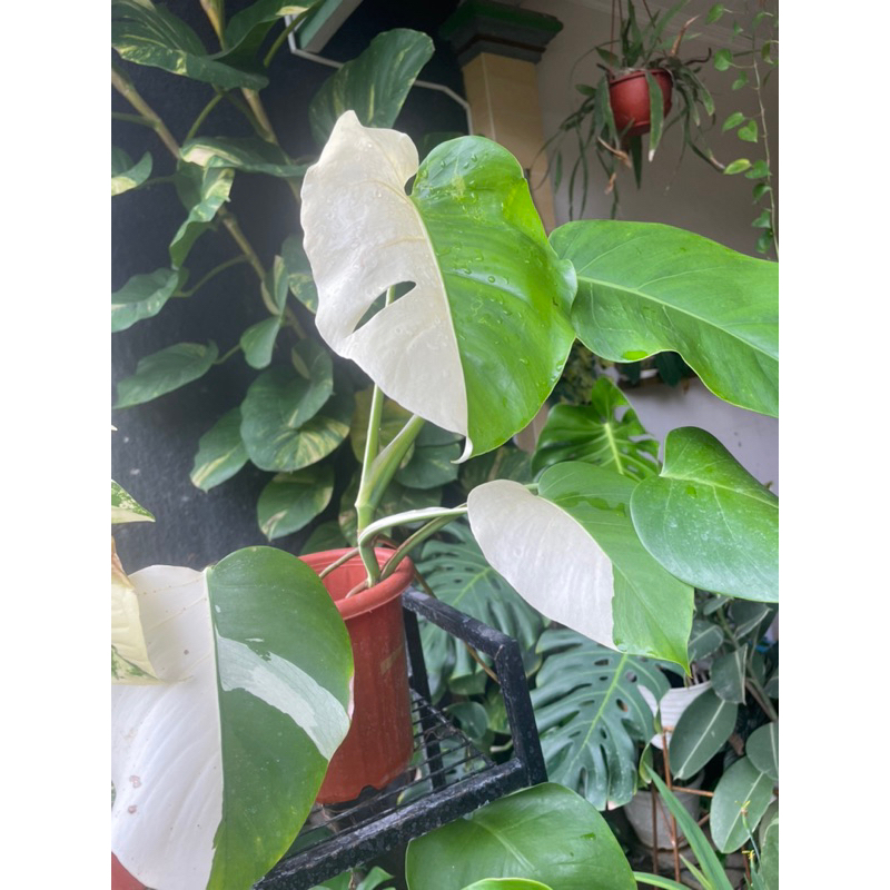monstera varigata ekonomis murah no murtad