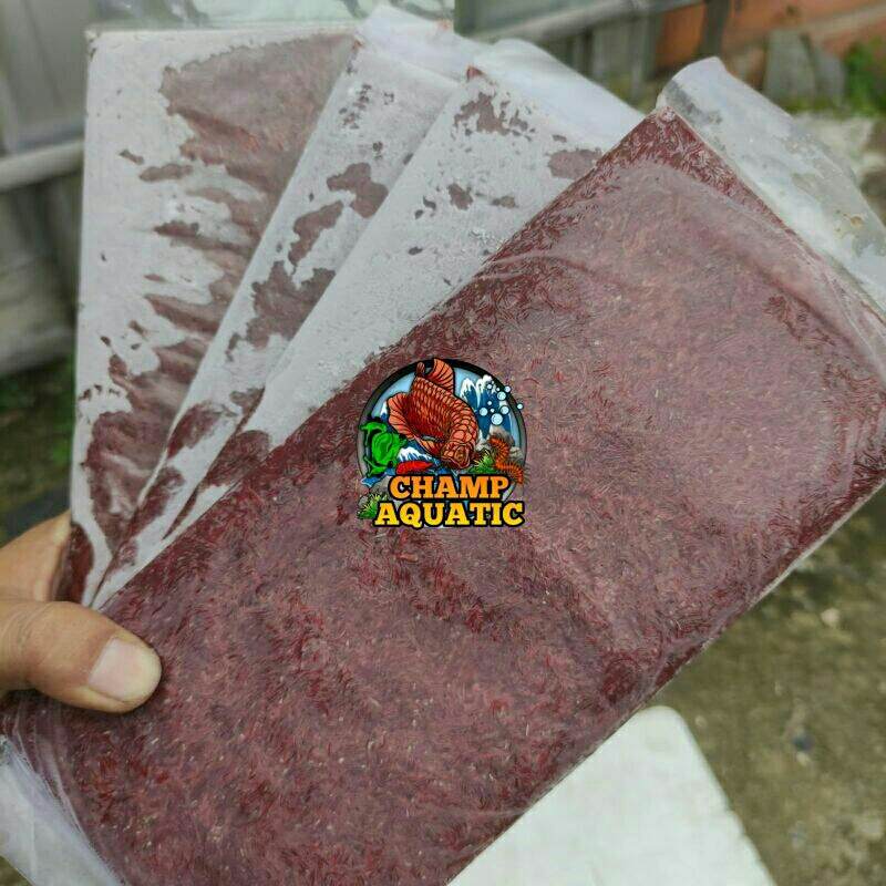 CACING BEKU LEMPENG / CACING BEKU LEMPENG 250 GR / CACING BEKU BERSIH / CACING BEKU MURAH / CACING B