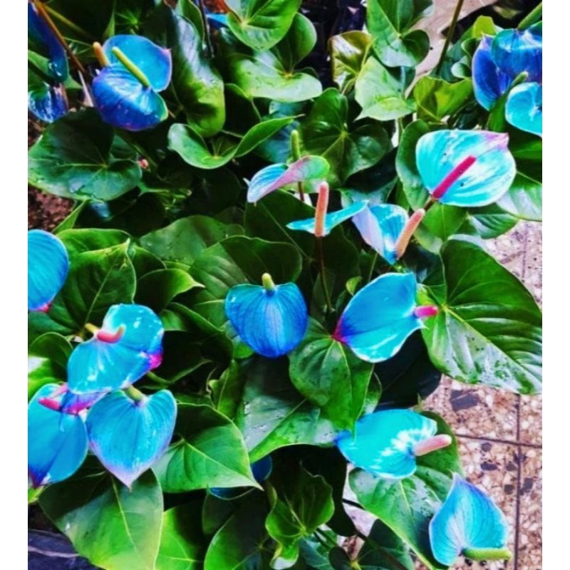 Tanaman hias Anthurium mickey mouse blue / bunga anthurium mikey mouse bunga biru / tanaman hidup mu