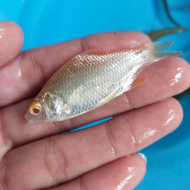 IKAN KAVIAT / TANKMATE / IKAN KAVIAT KUNING SIZE S