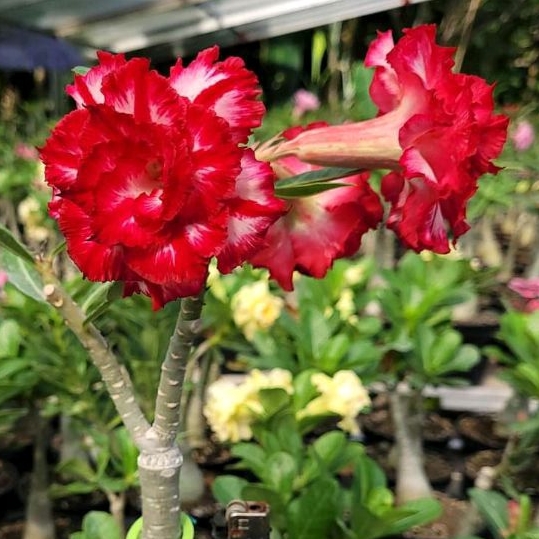 Bibit Adenium Bunga Tumpuk ID PETHMONKON PMK Grafting Kamboja Jepang