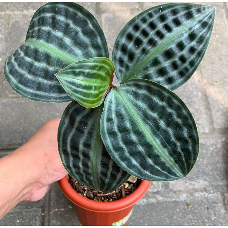 TANAMAN HIAS PACING KURA / GEOGENANTHUS PEOPEPPGII