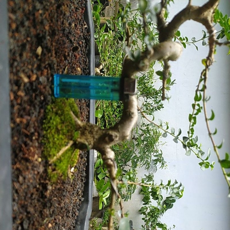 Bonsai Sancang Small Bahan