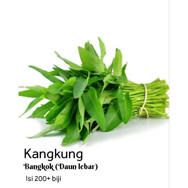 kangkung bangkok daun lebar benih sayur premium