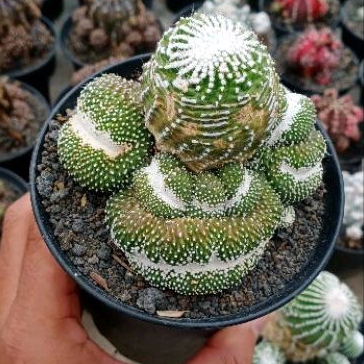 KAKTUS BLOSFIELDIA CRISTATA