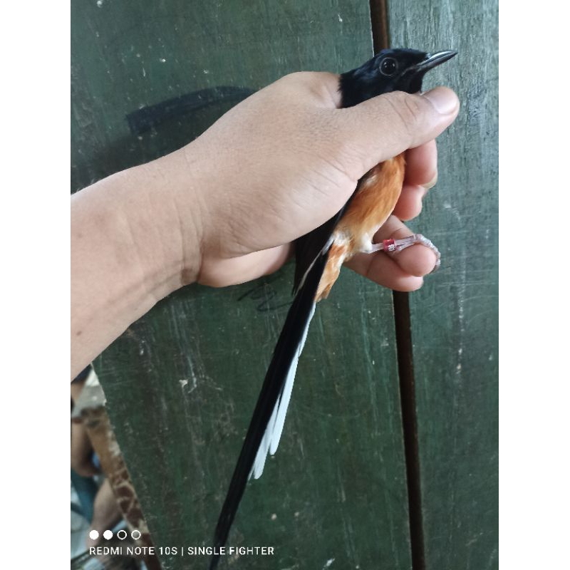 murai batu medan pastol ring ternakan prospek bunyi