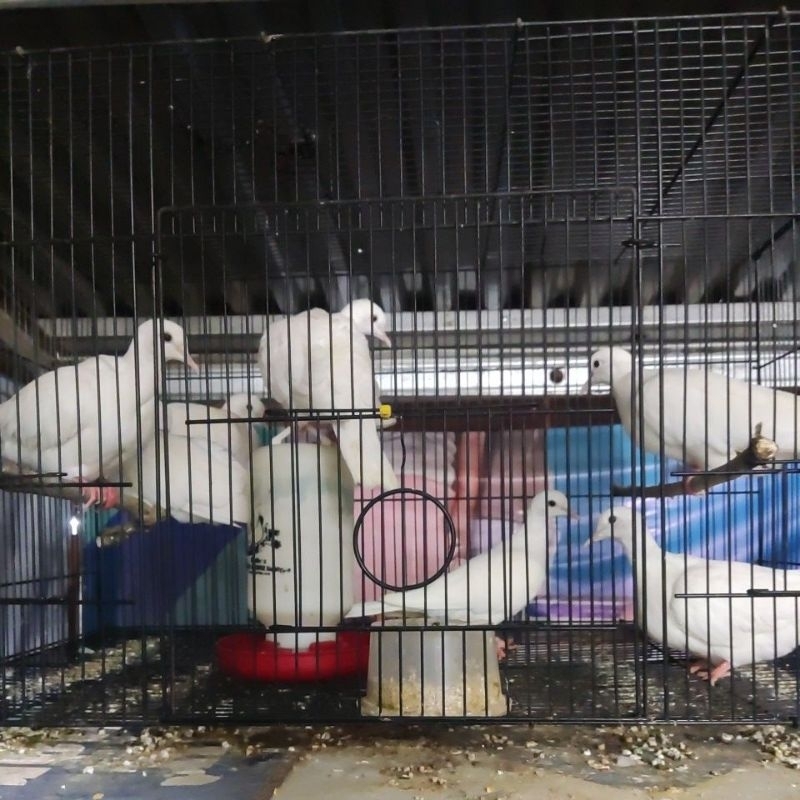 burung puter albino mata merah