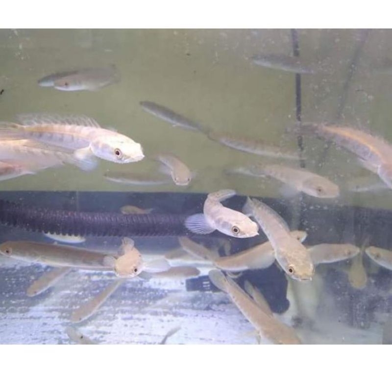 OREN RIAU 15-20cm Grade A++ (CABUNGAN)