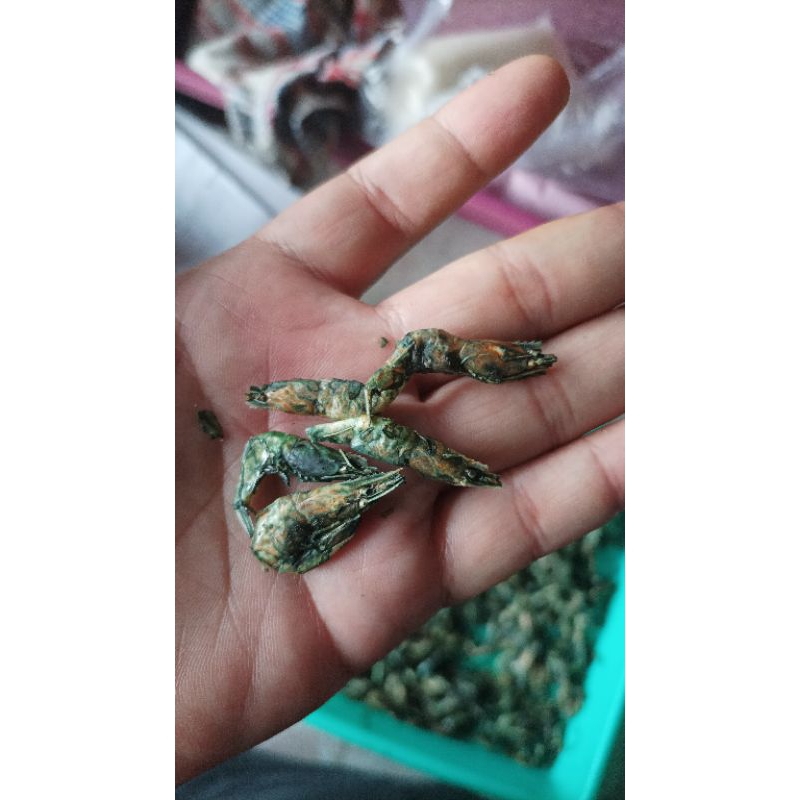 Khusus Reseller AURANTI PO