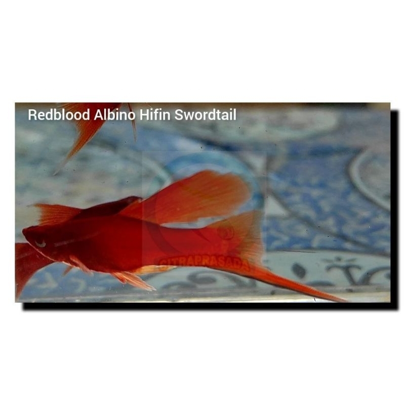 Redblood Hifin Swordtail