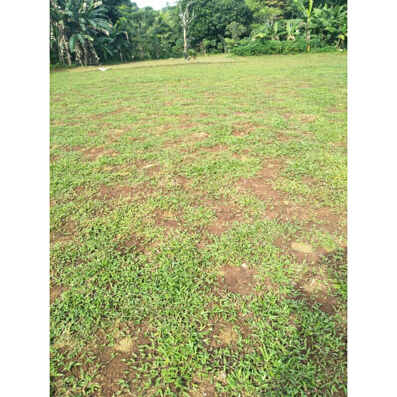 RUMPUT GAJAH CIKANDE / GAJAH PAITAN / GAJAH BIASA 1 ENGKEL FULL