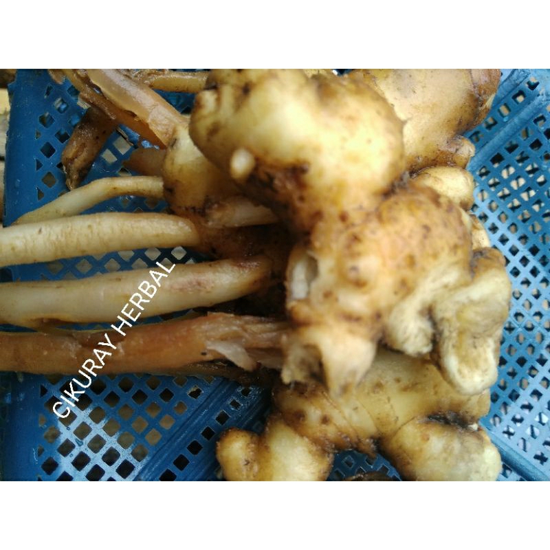 

lempuyang segar 500grm