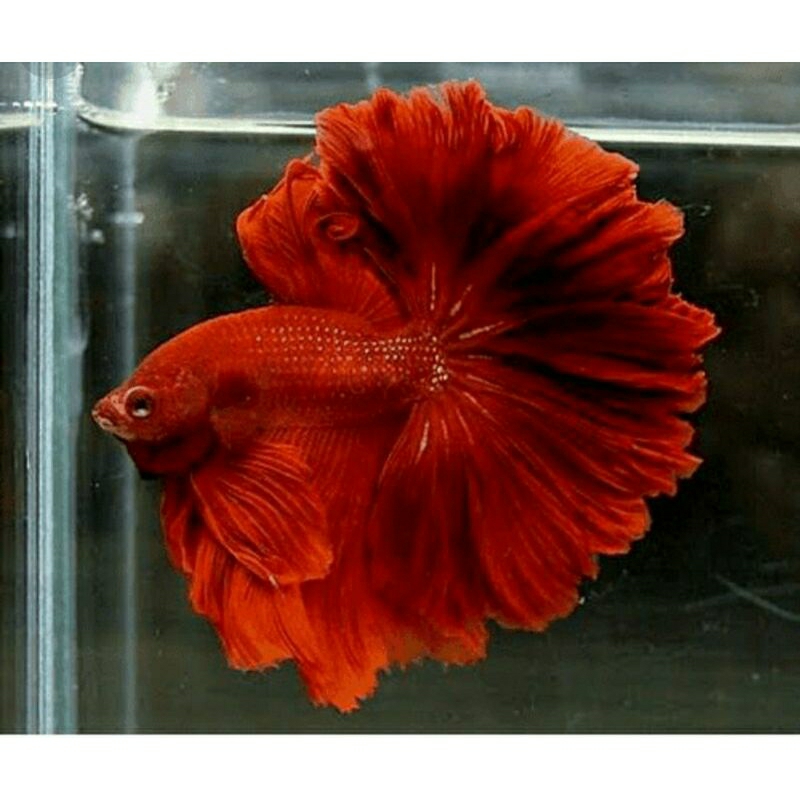 Halfmoon Super red MALE Gratis  packing Size M beli 5 bonus daun ketapang