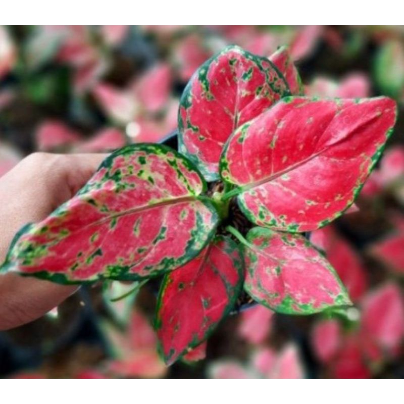 aglonema red anjamani anakan