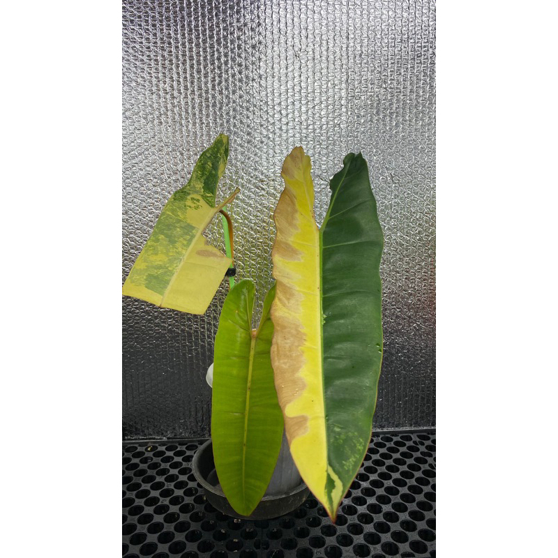 Billietiae Variegata