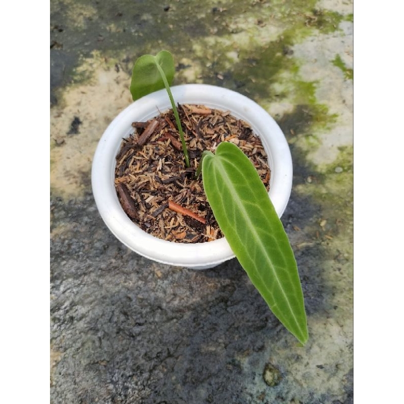 tanaman hias anturium lidah gajah/anthurium waroqoeanum