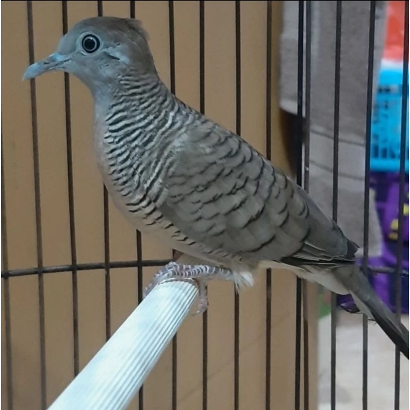 Perkutut Lokal Jantan sudah Rajin Bunyi