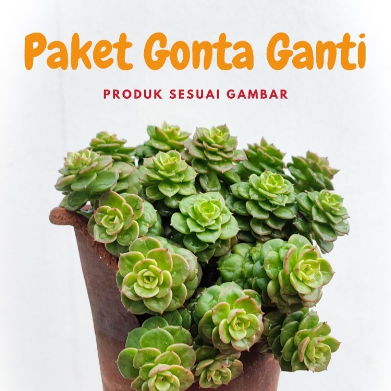 Paket Gonta Ganti