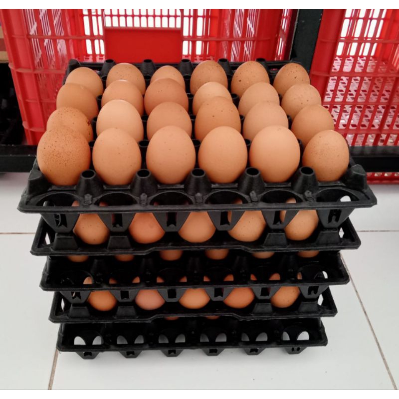 

Telur Ayam Negeri 1kg ,(GRAB/GOJEK/SHOPEE EXPRESS)