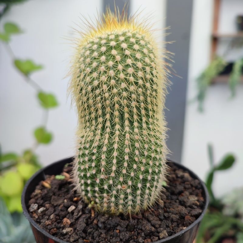 Notocactus Leninghausi Ownroot | Size S | D 10cm | Kaktus