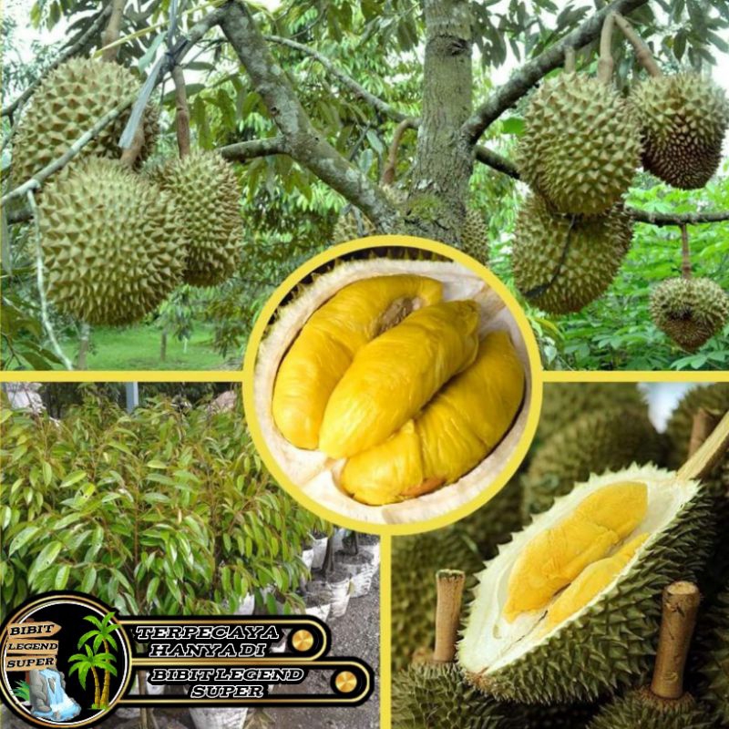 Bibit Durian Musang King Jumbo