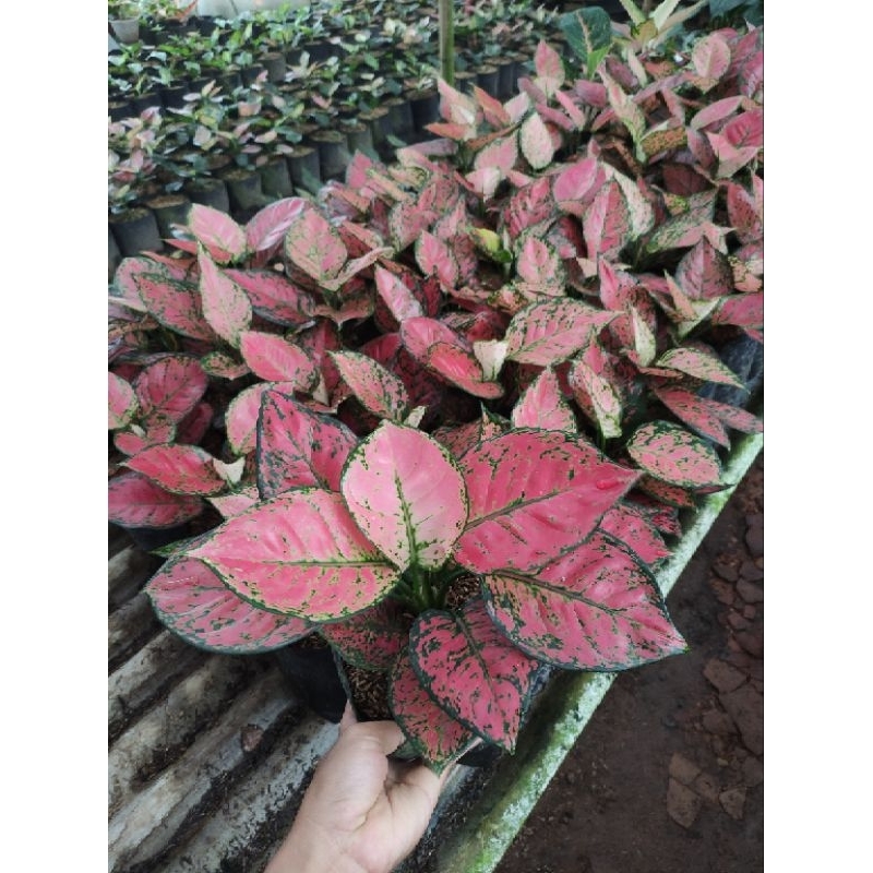 AGLONEMA DUT ANJAMANI FULL MERAH