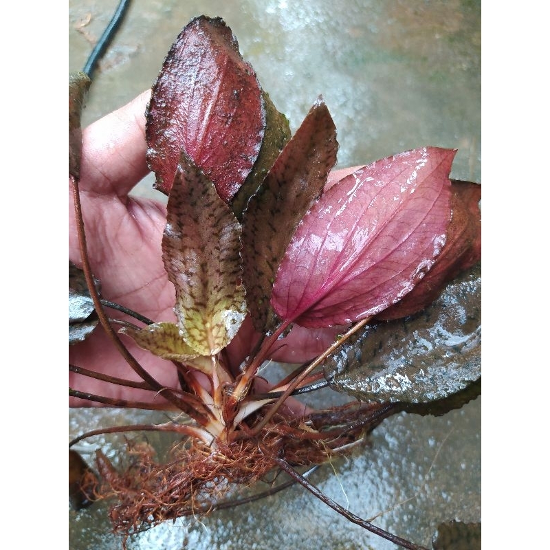 Cryptocoryne striolata / tanaman akuarium / aquascape / crypto