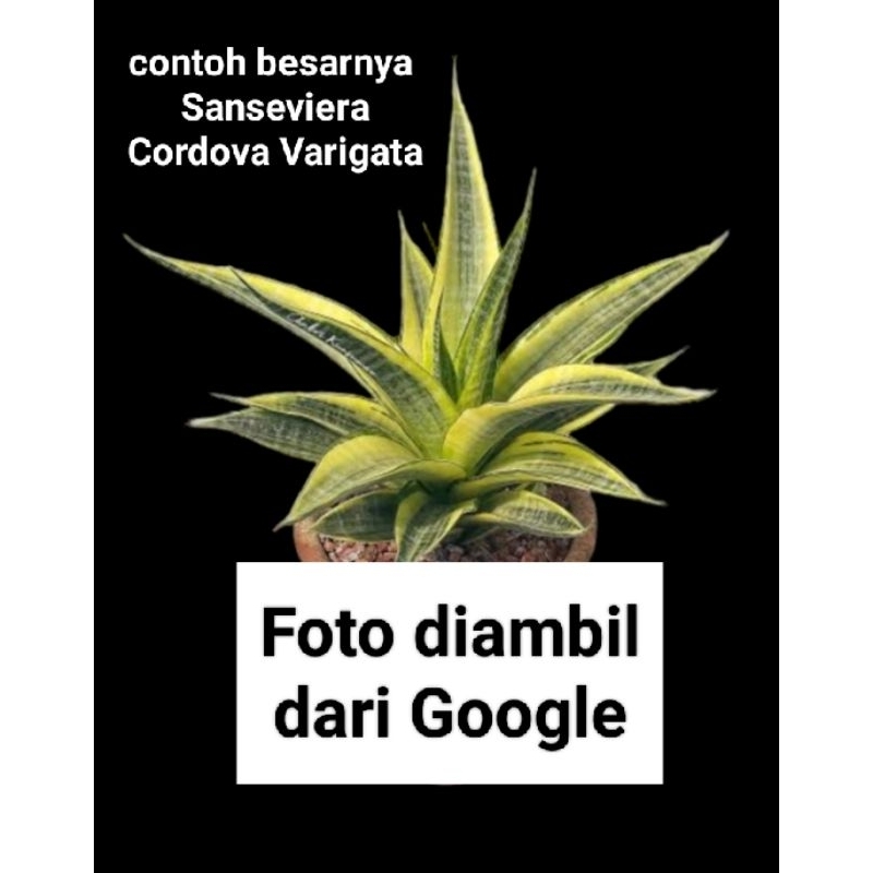 Sanseviera Cordova Varigata anakan