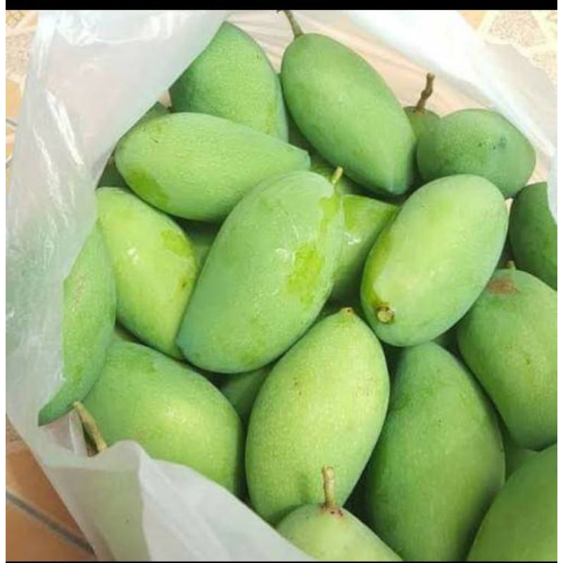 

BUAH MANGGA MUDA DIJAMIN FRESH ISI 1kg