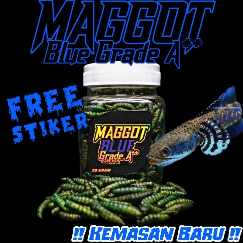 Maggot Bsf Blue Grade A++ SaintHan untuk Channa Blue Pulchra, Auranti, Andrao, Stewarti