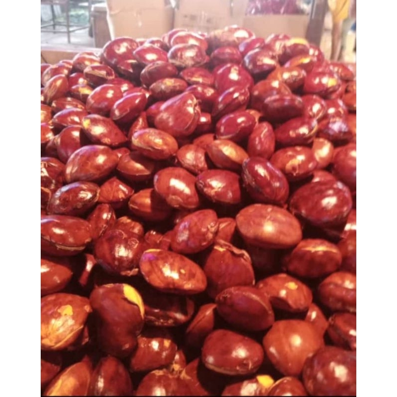

jengkol tua super presh 1kg