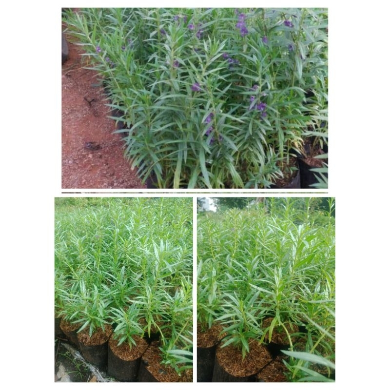 BIBIT BUNGA LAVENDER