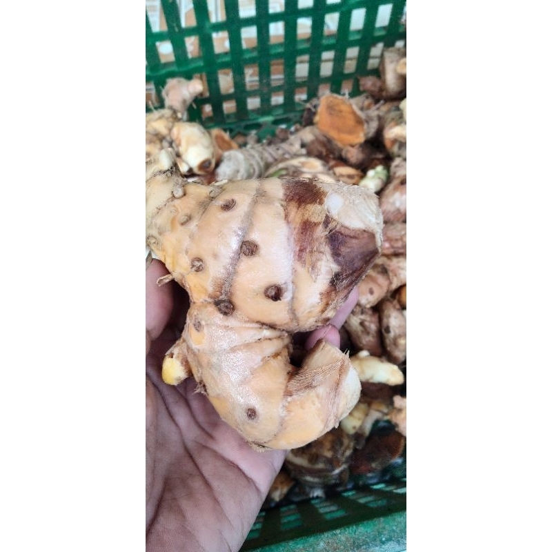 

kunyit besar#temulawakRp8000/400gr