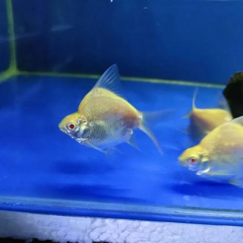 Kaviat albino SB King A+