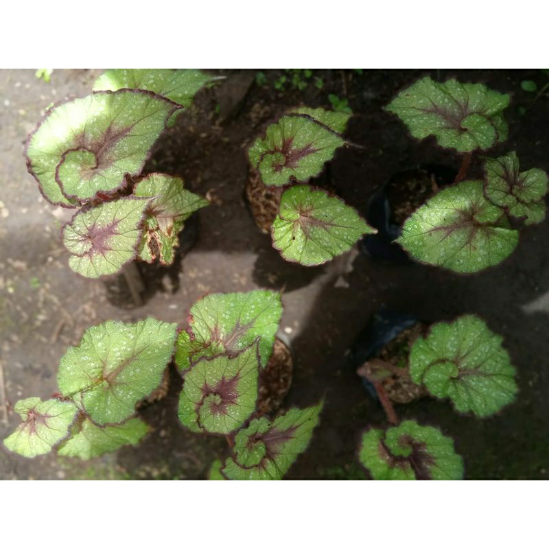 begonia keong hijau