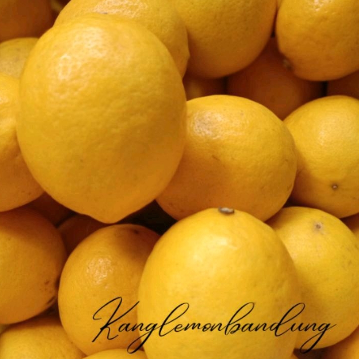 

JERUK LEMON CALIFORNIA 500 GRAM