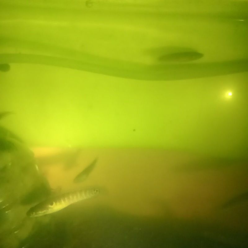 10 biji hiasan aquarium/ Channa asiatica UK 3-5 cm