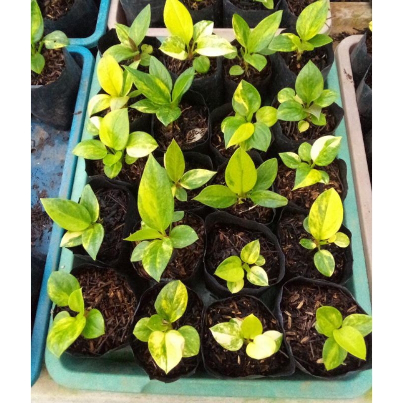 bibit jemani kobra varigata