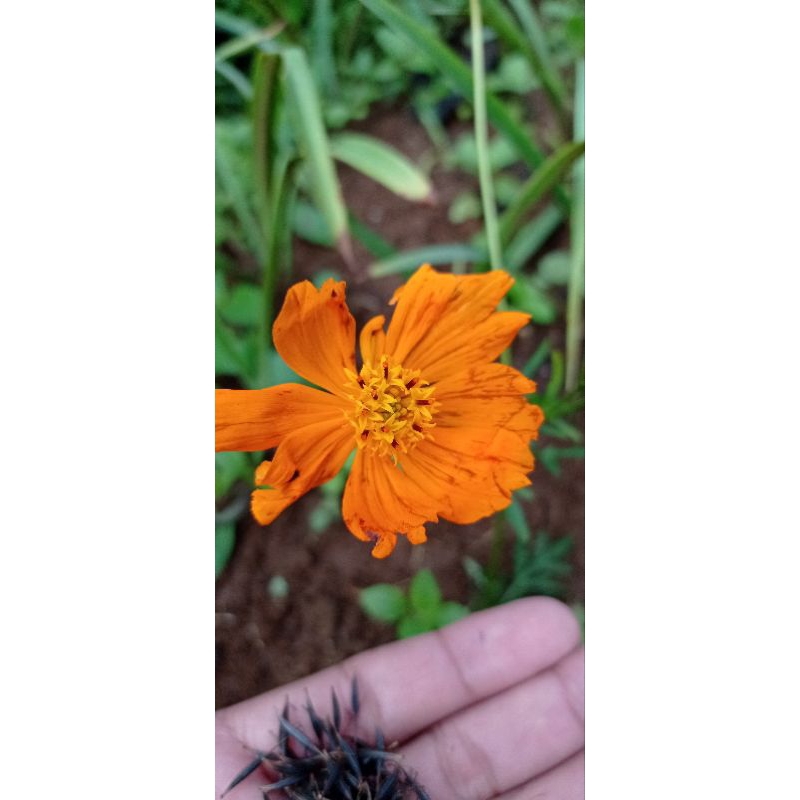 Biji bunga kenikir warna orange isi 100/biji kenikir hias/tanaman kenikir/biji kenikir/100biji