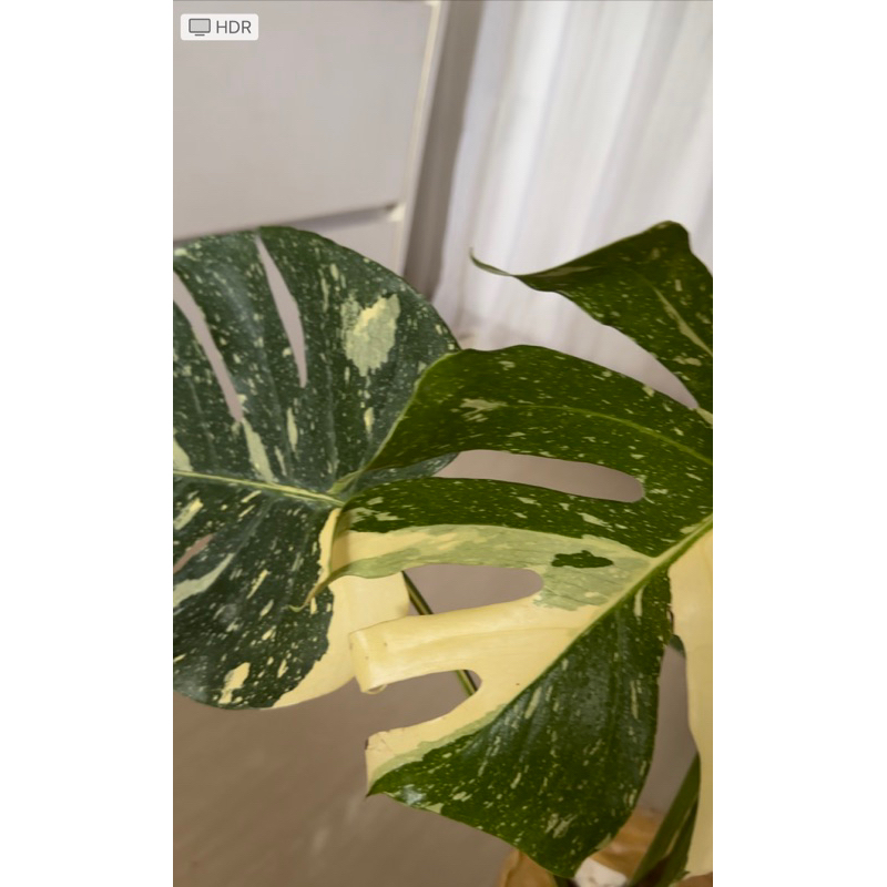Monstera thai constallation