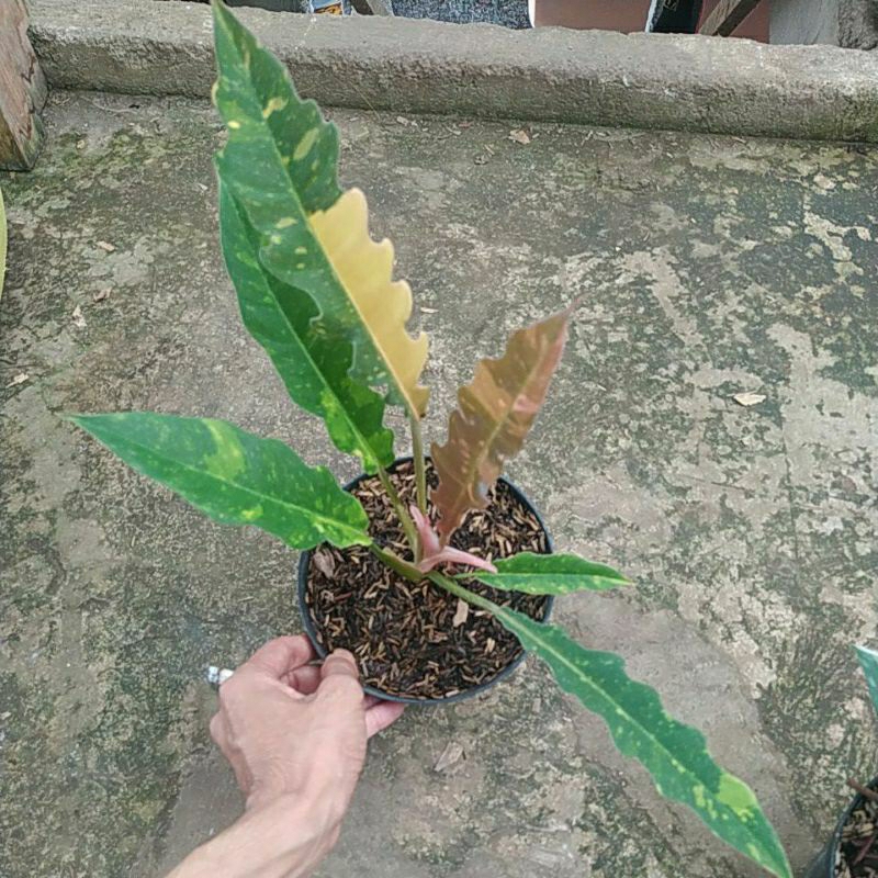 philodendron ring of fire