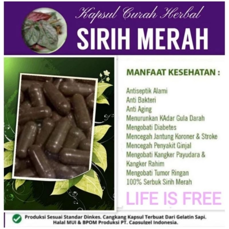 kapsul daun sirih merah