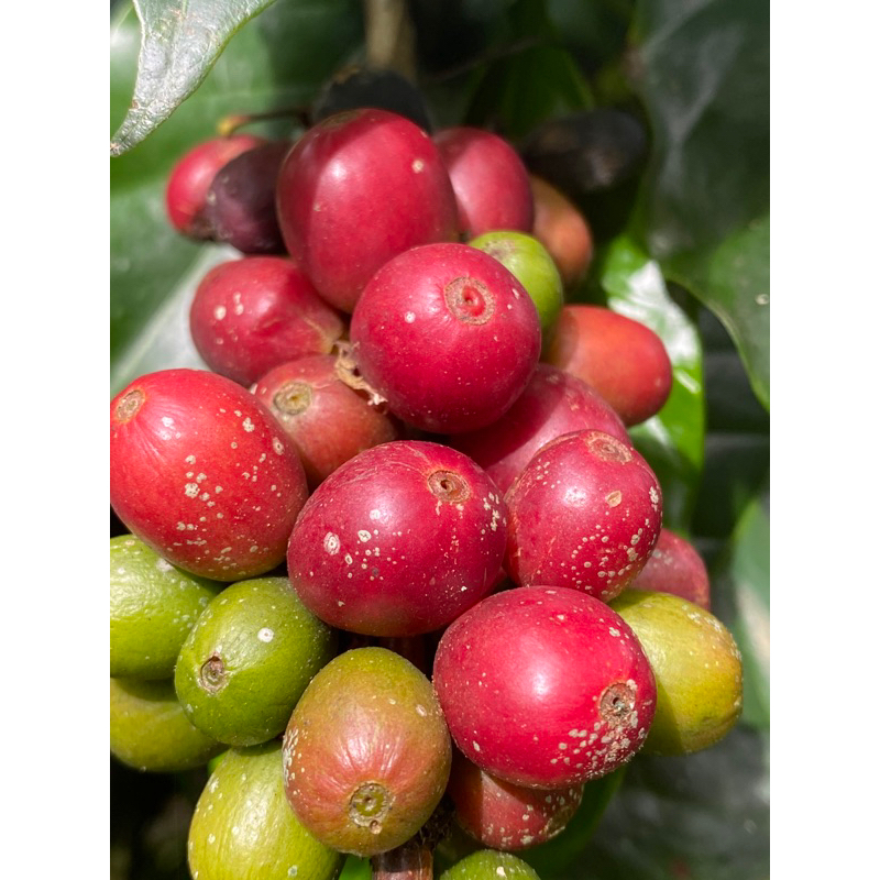 

kopi merah