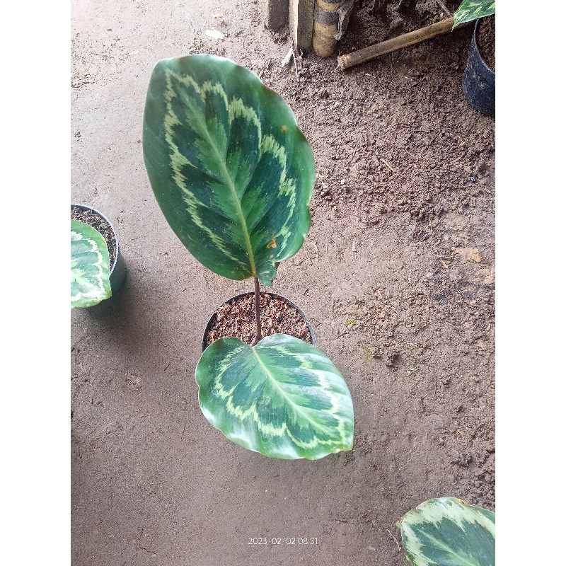 Calatea picta royal, medalions