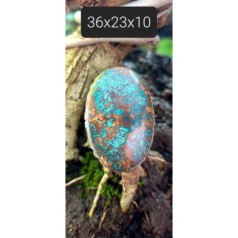 pirus persia lawasan jumbo